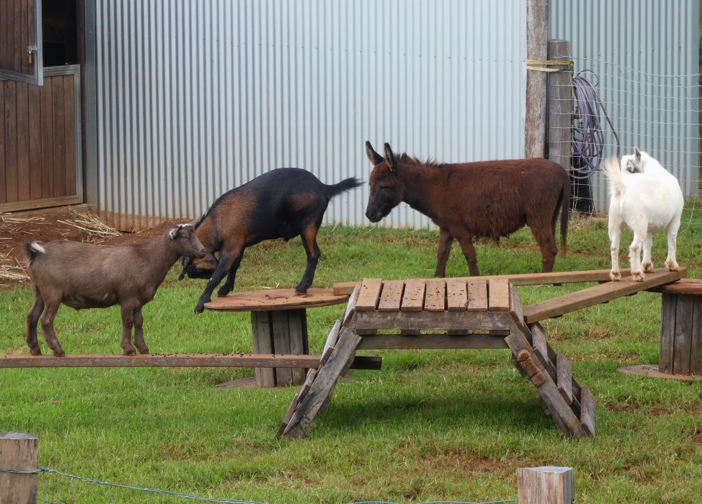 2022 Summerland Farm Trip (25)